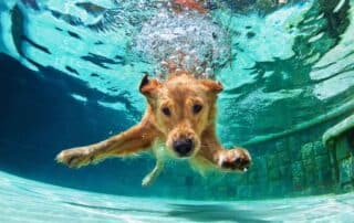 Pool Tips for Dog Owners Gold Medal Pools